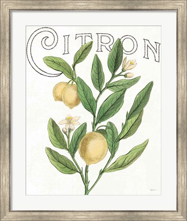 Framed Classic Citrus V Light Print