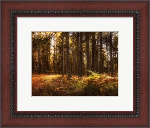 Framed Painting of a Forest Print
