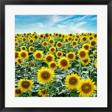 Framed Cortona Sunflowers #2 Print