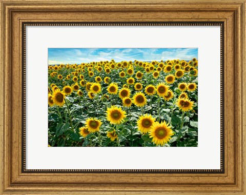 Framed Cotona Sunflowers #1 Print