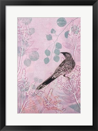 Framed Dusk Wattlebird in Pink Print