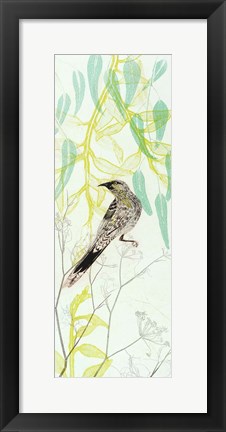 Framed Eager To Fly Wattlebird Print