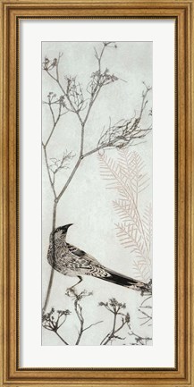 Framed Wattlebird Resting on a Branch Print