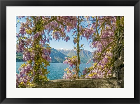 Framed Wisteria and Mountains - Lago di Como Print