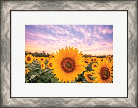 Framed Sunflower Sunset Print