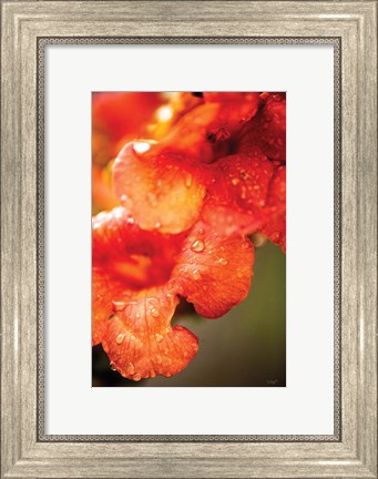 Framed Orange Glory Print