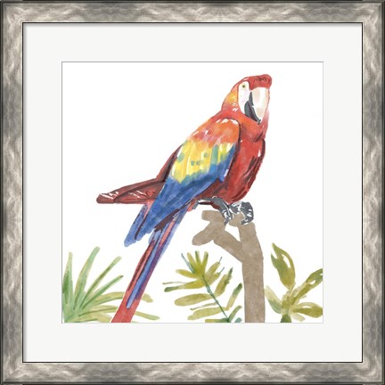 Framed Tropical Parrot Print