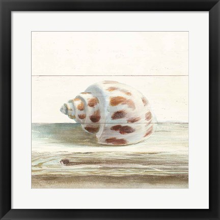 Framed Driftwood Shell II Print