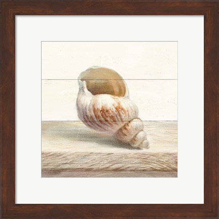 Framed Driftwood Shell I Print