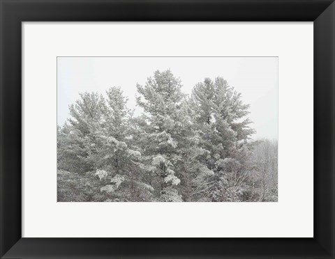 Framed Winter Pines Print