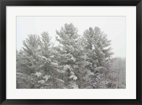 Framed Winter Pines Print