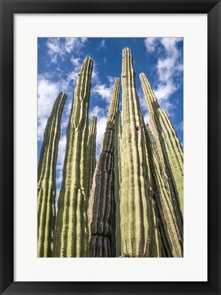 Framed Tall Garden of Cactus Print