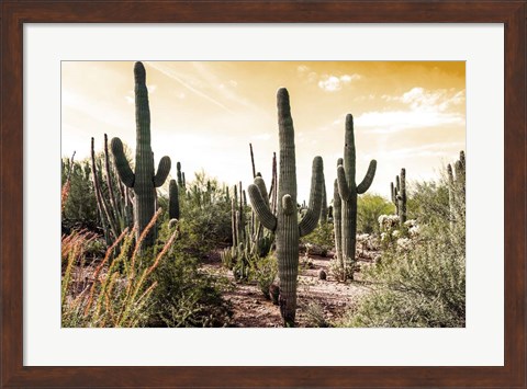 Framed Cactus Field Under Golden Skies Print