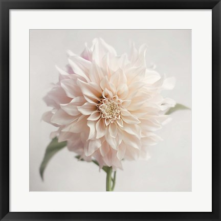 Framed White Bloom From The Garden Print