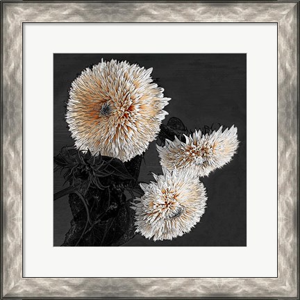 Framed Sunflowers II Print