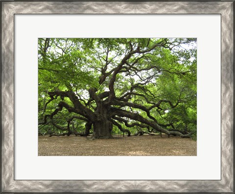 Framed Angel Oak Tree Print