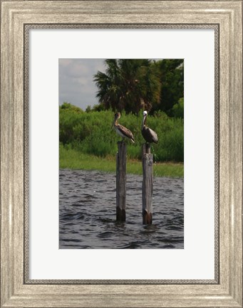 Framed Brown Pelicans Print