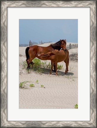 Framed Corolla Mare and Yearling Print