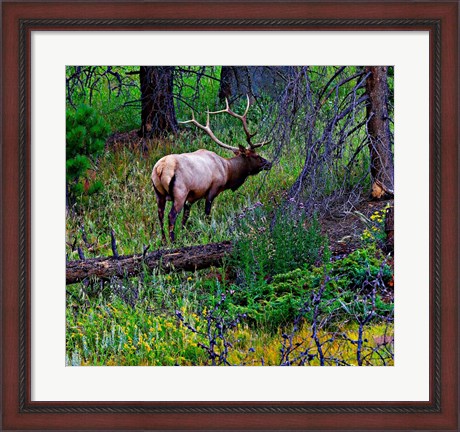 Framed Elk Print