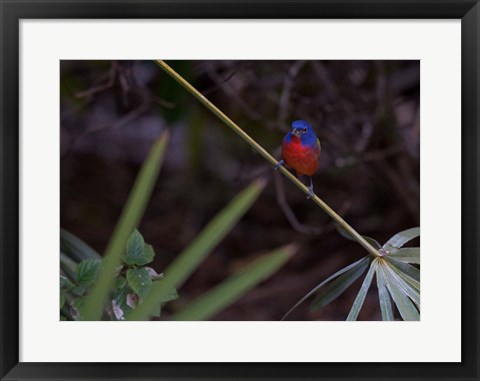 Framed Painted Bunting Male Print