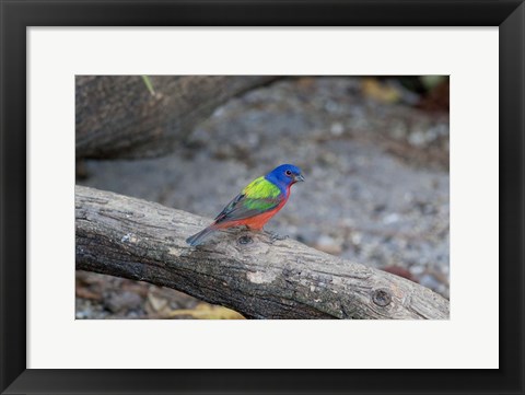 Framed Painted Bunting Print
