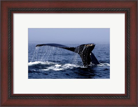 Framed Whale Of A Tail Print