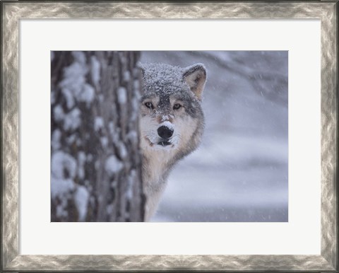 Framed Wolf Watching Print
