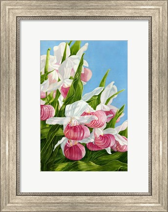 Framed Pink Lady Slipper Flowers Print