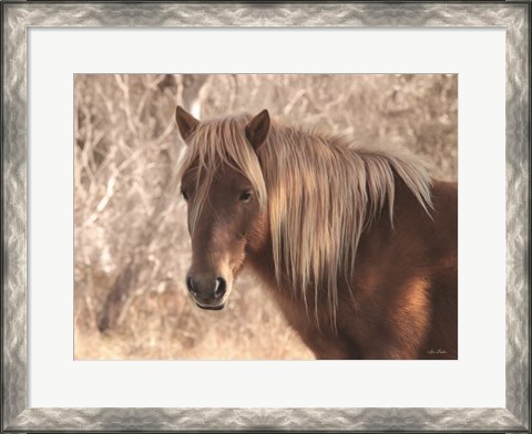 Framed Assateague Horse Print