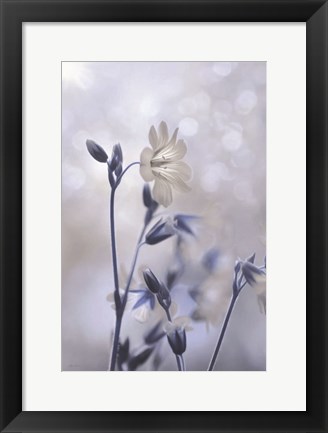 Framed Blue &amp; White Flowers II Print