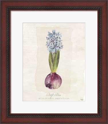 Framed Hyacinthus Orientalis I Print