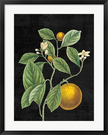 Framed Classic Citrus VI Black No Words Print