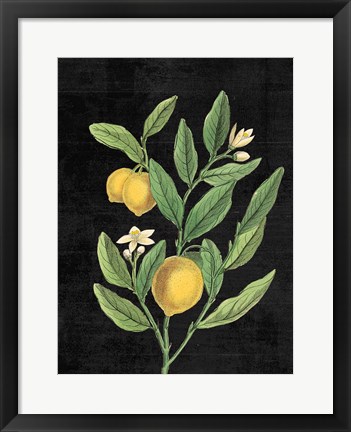 Framed Classic Citrus V Black No Words Print
