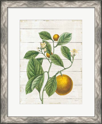 Framed Classic Citrus VI Shiplap Print