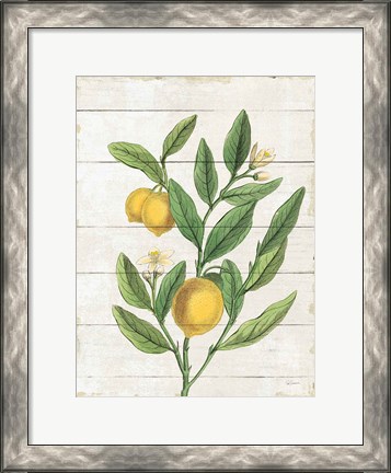 Framed Classic Citrus V Shiplap Print