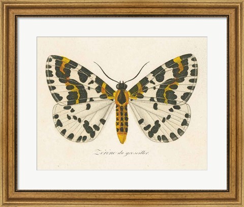 Framed Natures Butterfly IV Print