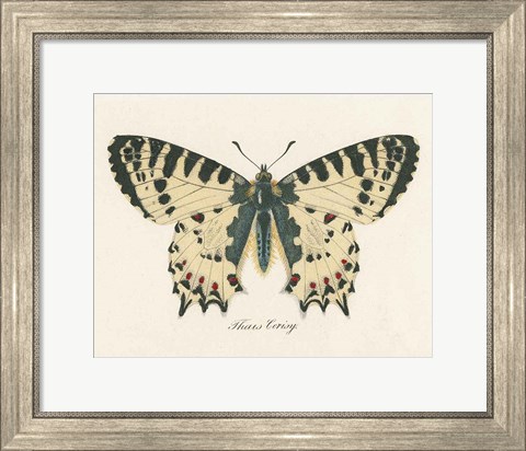 Framed Natures Butterfly I Print