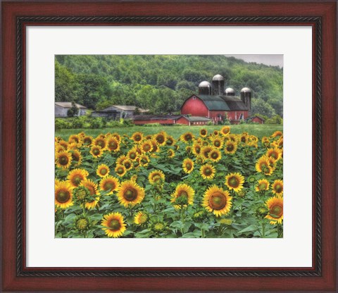 Framed Sunflower Farm Print