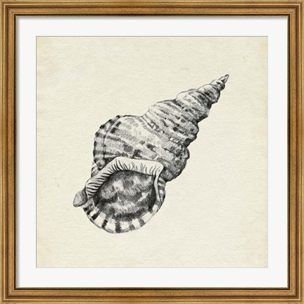 Framed Seashell Pencil Sketch I Print