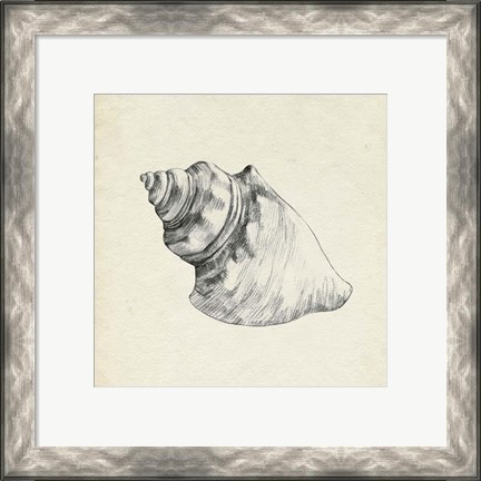 Framed Seashell Pencil Sketch IV Print