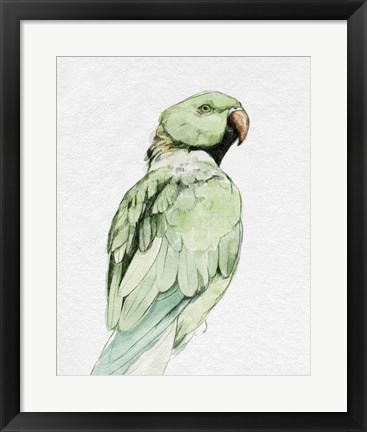 Framed Bright Parrot Portrait II Print