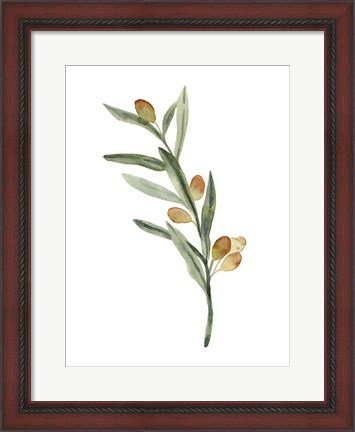 Framed Sweet Olive Branch III Print