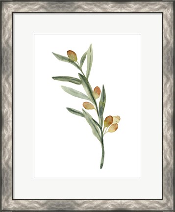 Framed Sweet Olive Branch III Print