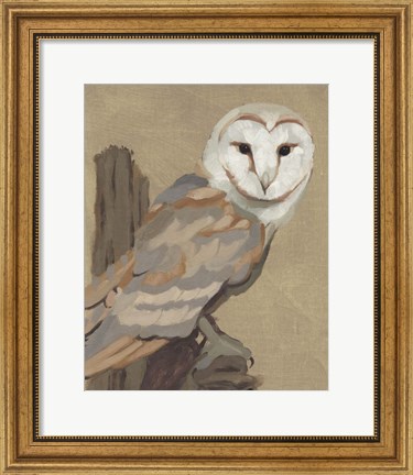 Framed Common Barn Owl Portrait I Print