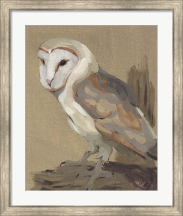 Framed Common Barn Owl Portrait II Print