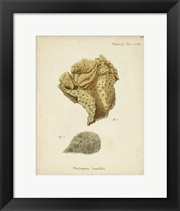 Framed Ecru Coral VII Print