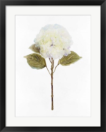 Framed White Blossom III Print