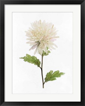 Framed White Blossom IV Print