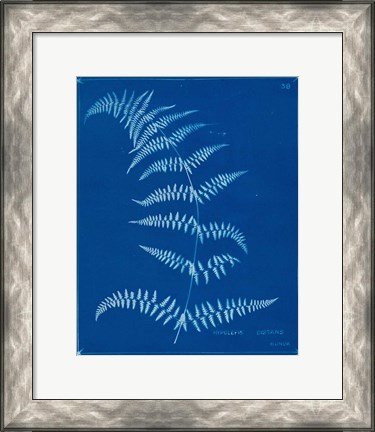 Framed Cyanotype Ferns I Print