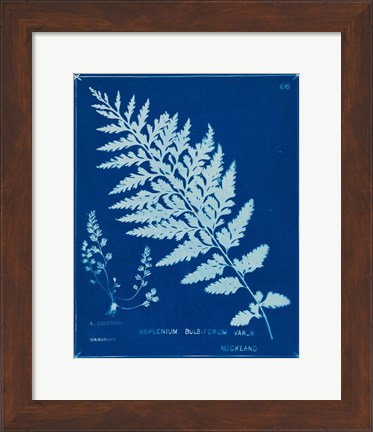 Framed Cyanotype Ferns IV Print